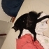 Sevgi dolu uslu kedi yuva arıyor fotoğraf