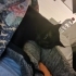 Sevgi dolu uslu kedi yuva arıyor fotoğraf