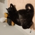 Sevgi dolu uslu kedi yuva arıyor fotoğraf
