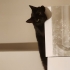 Sevgi dolu uslu kedi yuva arıyor fotoğraf
