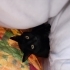 Sevgi dolu uslu kedi yuva arıyor fotoğraf