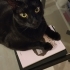 Sevgi dolu uslu kedi yuva arıyor fotoğraf
