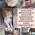 Annesiz 5 yavru kedimize yuva arıyoruzz fotoğraf