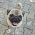 HENÜZ 1-1.5 YAŞ CİVARINDA PUG..!! fotoğraf