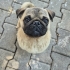 HENÜZ 1-1.5 YAŞ CİVARINDA PUG..!! fotoğraf