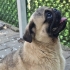 HENÜZ 1-1.5 YAŞ CİVARINDA PUG..!! fotoğraf