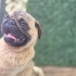 HENÜZ 1-1.5 YAŞ CİVARINDA PUG..!! fotoğraf