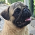 HENÜZ 1-1.5 YAŞ CİVARINDA PUG..!! fotoğraf