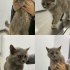 Sokağa bırakıldığı için acil yuva arıyorum ev ortamına alışkın bir kedi fotoğraf