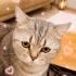 Ücretsiz sahiplenme British kedi fotoğraf