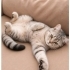 Ücretsiz sahiplenme British kedi fotoğraf