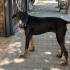 Ücretsiz sahiplenme doberman fotoğraf