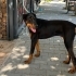 Ücretsiz sahiplenme doberman fotoğraf