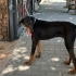 Ücretsiz sahiplenme doberman fotoğraf