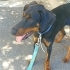 Ücretsiz sahiplenme doberman fotoğraf