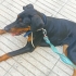 Ücretsiz sahiplenme doberman fotoğraf