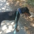 Ücretsiz sahiplenme doberman fotoğraf