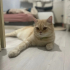 Acil Ucretsiz Kedi Sahiplendirme fotoğraf