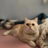 Acil Ucretsiz Kedi Sahiplendirme fotoğraf