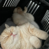 Acil Ucretsiz Kedi Sahiplendirme fotoğraf