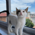 UMUT YUVASINI ARIYOR fotoğraf