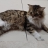 Bu kadar sıcak ve akıllı Luna ya yuva arıyoruz fotoğraf