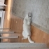 İzmir Beyaz British Shorthair Uyumlu Sevecen ve Sakin fotoğraf