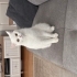 İzmir Beyaz British Shorthair Uyumlu Sevecen ve Sakin fotoğraf