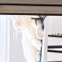 İzmir Beyaz British Shorthair Uyumlu Sevecen ve Sakin fotoğraf