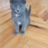 annesi tekir olan british shorthair kırma 2 aylık fotoğraf