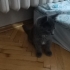 annesi tekir olan british shorthair kırma 2 aylık fotoğraf