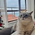 2 yaşında dost canlısı dişi kedimiz fotoğraf