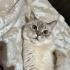 2 yaşında dost canlısı dişi kedimiz fotoğraf