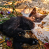 GÖLGE KEDİLER.. fotoğraf