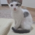 Tatlı Pıtırcık'ımıza yuva arıyoruz fotoğraf