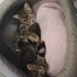 Engelli Tekirdağ kedi fotoğraf