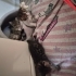 Engelli Tekirdağ kedi fotoğraf