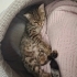 Engelli Tekirdağ kedi fotoğraf