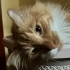 Acil Yuva Arayan Sarman Kedi fotoğraf