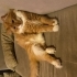 Acil Yuva Arayan Sarman Kedi fotoğraf