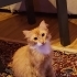Acil Yuva Arayan Sarman Kedi fotoğraf