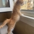 Acil Yuva Arayan Sarman Kedi fotoğraf