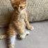 Acil Yuva Arayan Sarman Kedi fotoğraf