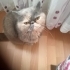 Pudra egzotik shorthair dişi kedi fotoğraf