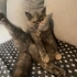 Pudra egzotik shorthair dişi kedi fotoğraf