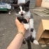 Smokin Yavru Kedi fotoğraf