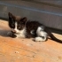Smokin Yavru Kedi fotoğraf