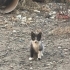Smokin Yavru Kedi fotoğraf