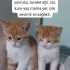 Acil yavrulara yuva fotoğraf