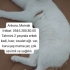 Acil yavrulara yuva fotoğraf